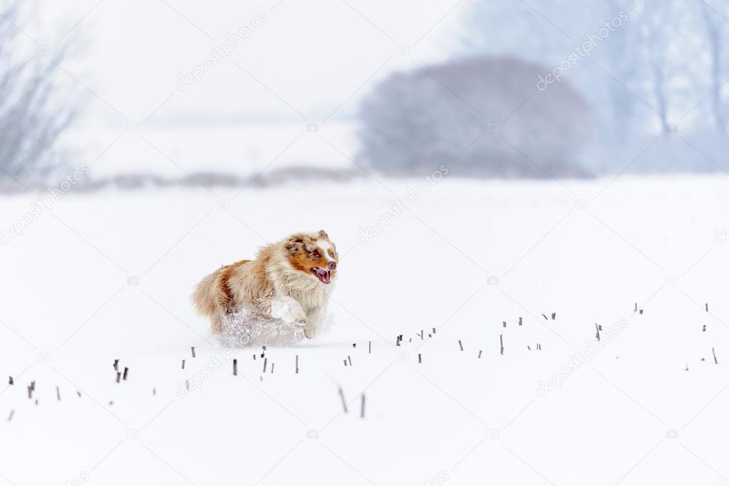 Australian Shepherd running on snowy field