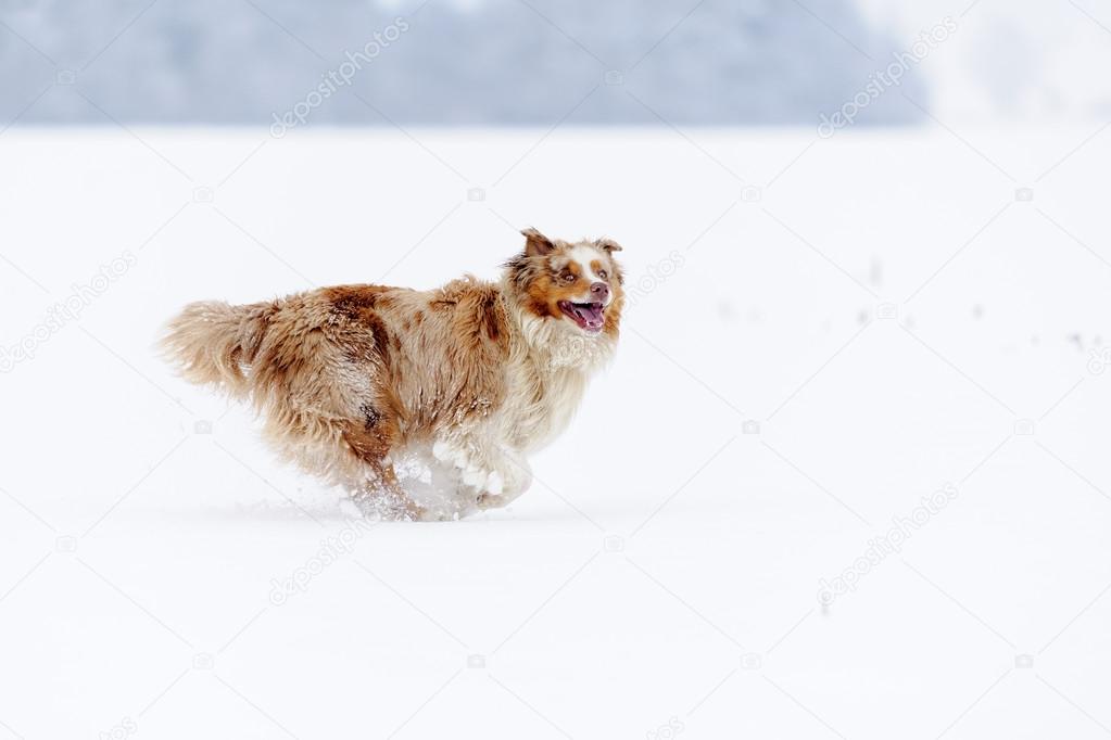 Australian Shepherd from side running on snowy field