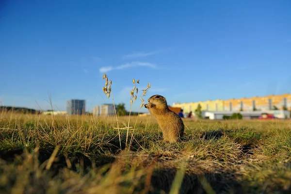 European ground squirrel close to city — Stock Photo, Image