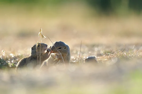 Europäisches Ziesel — Stockfoto