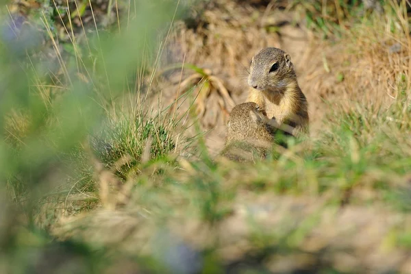 Dois esquilo solo europeu na grama — Fotografia de Stock