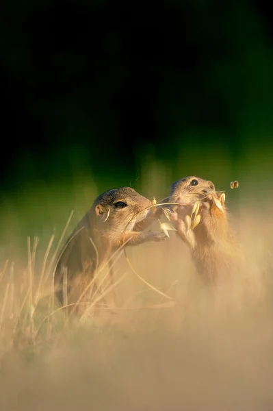 欧洲地面松鼠的燕麦的耳朵 — 图库照片