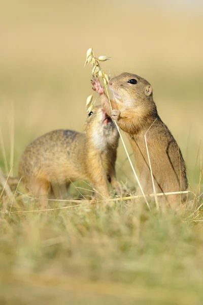 Two european ground squirrel with ear of avena — Stock Photo, Image