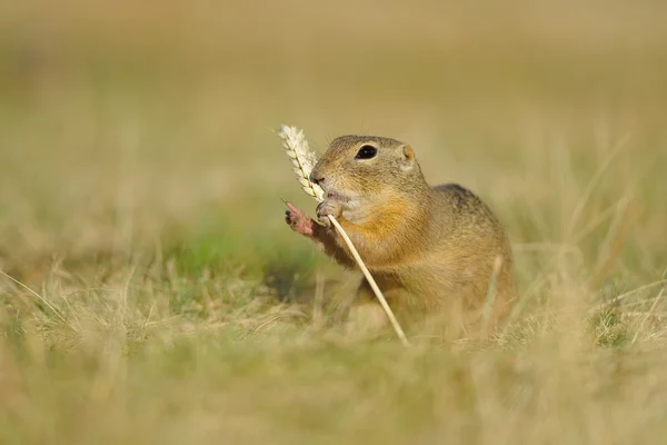 Ardilla terrestre europea con oreja de avena —  Fotos de Stock