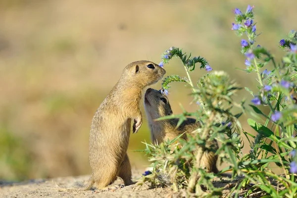 Ardilla de tierra europea en las flores —  Fotos de Stock