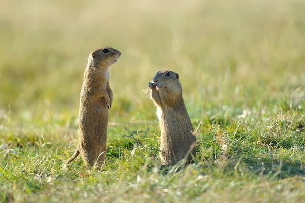 Watching ground squirrel — Stock Photo, Image