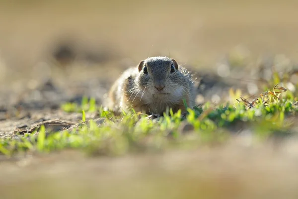 European ground squirrel — Stock Photo, Image