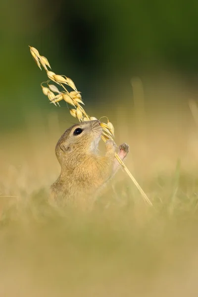 欧洲地面松鼠的燕麦的耳朵 — 图库照片