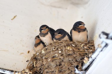 Nest genç kırlangıcı