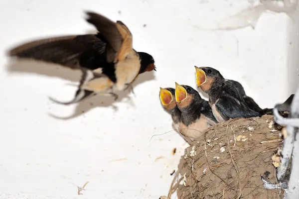 Granero joven tragar en el nido con la boca abierta —  Fotos de Stock