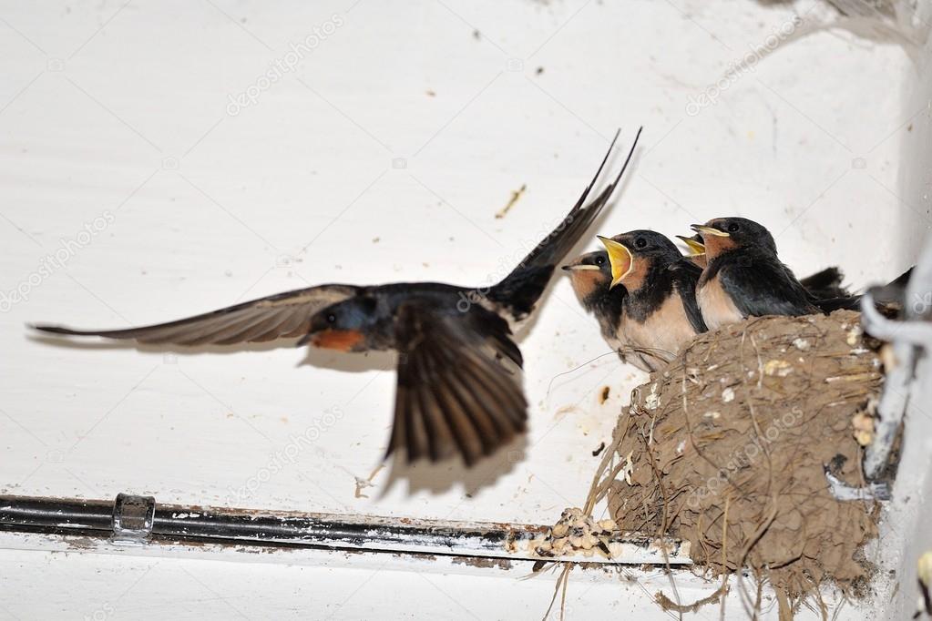 Young barn swallow in nest with open mouth