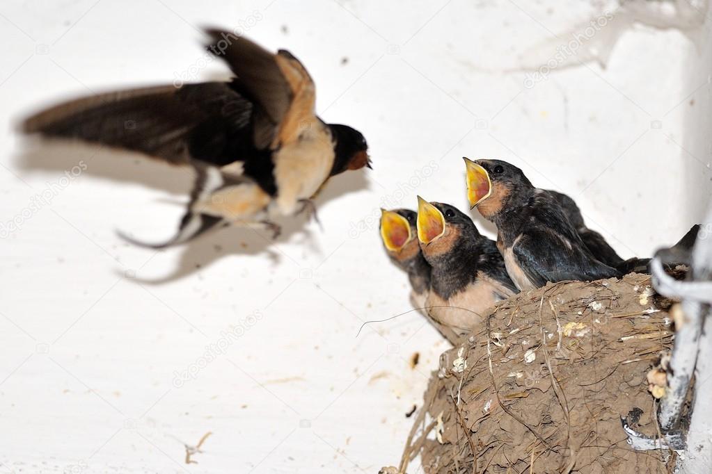 Young barn swallow in nest with open mouth