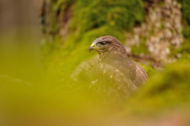 Yeşil doğanın bayağı Şahin