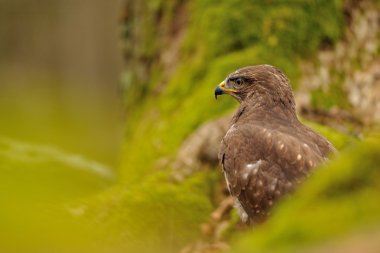 Yeşil doğanın bayağı Şahin