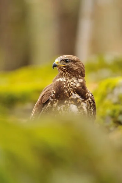 Buizerd in de groene natuur — Stockfoto