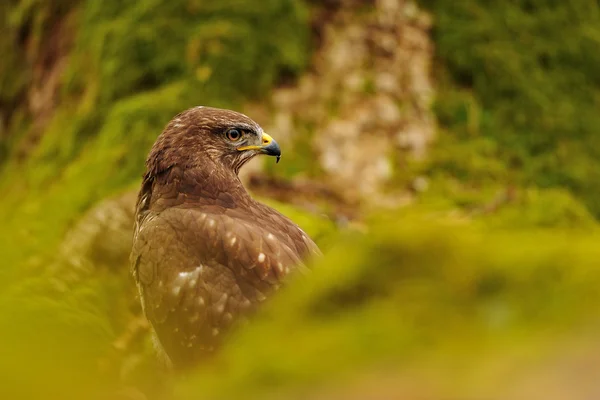 Mäusebussard in grüner Natur — Stockfoto