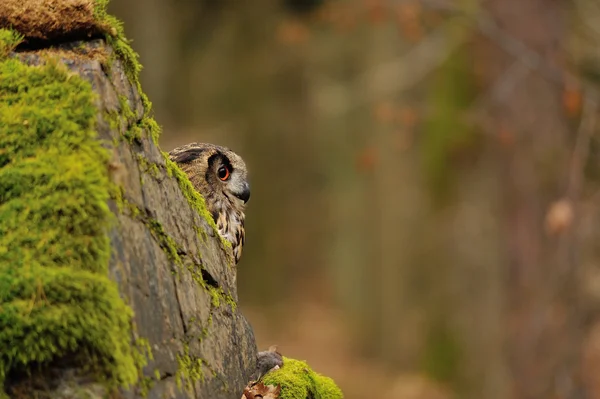 Євразійська орел Сова позаду рок — стокове фото