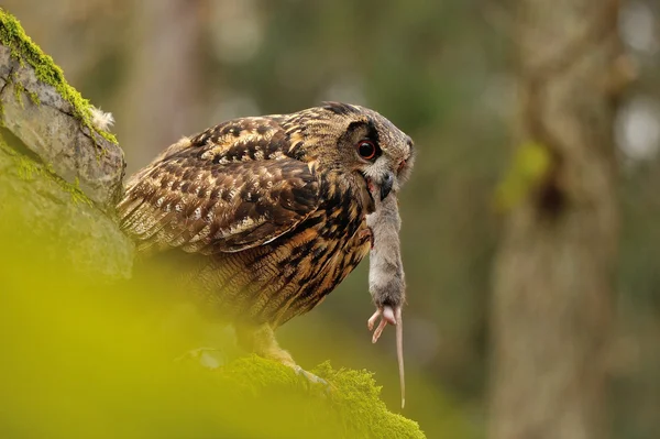 Eurasian Eagle Owl eating mouse — Stock Photo, Image