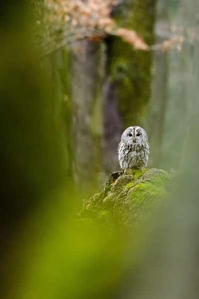 Búho Tawny en el bosque —  Fotos de Stock