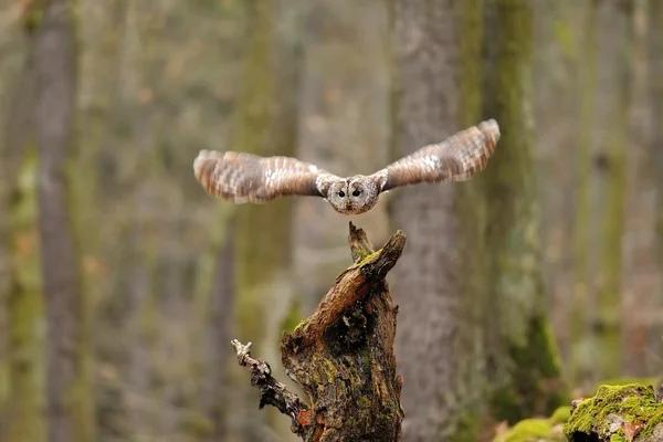 Tawny Coruja voando de toco de árvore — Fotografia de Stock