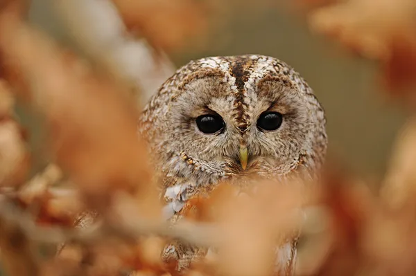 Tawny Owl hidden between leafs — Stock Photo, Image