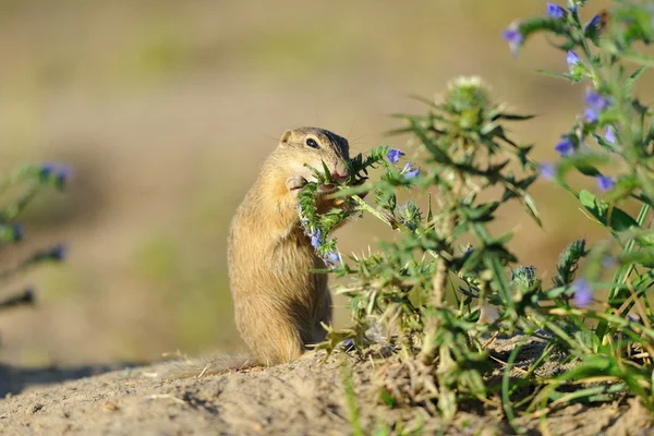 European ground squirrel in the flowers — Stock Photo, Image