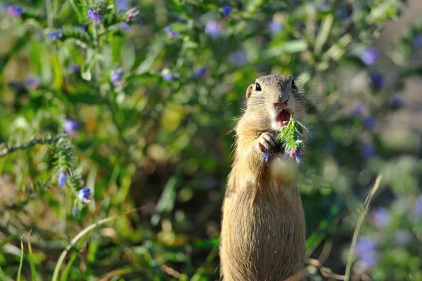 European ground squirrel in the flowers — Stock Photo, Image