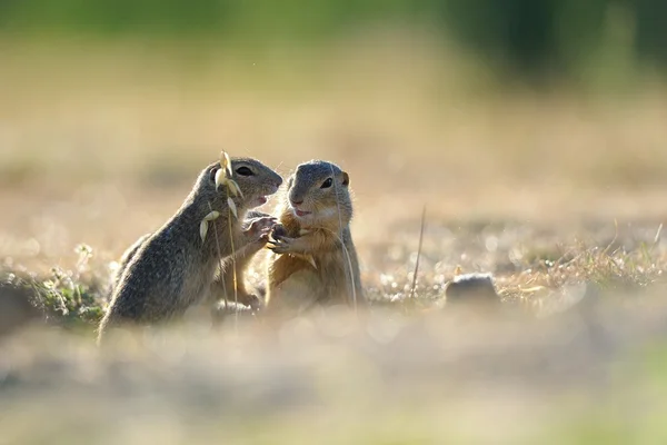 Ardilla terrestre europea —  Fotos de Stock