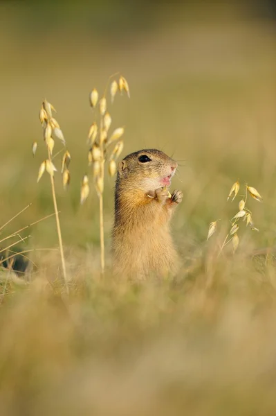 European ground squirrel with ears of avena — Stock Photo, Image