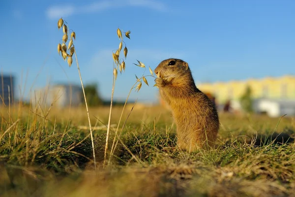 European ground squirrel close to city — Stock Photo, Image