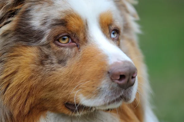 Australian Shepherd portrait — Stock Photo, Image