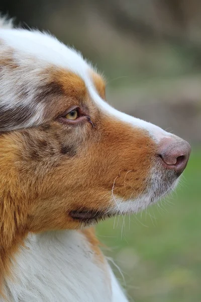 Australian Shepherd cap dintr-o parte — Fotografie, imagine de stoc