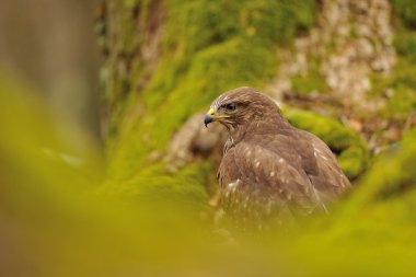 Yeşil doğanın bayağı Şahin