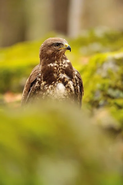 Mäusebussard in grüner Natur — Stockfoto