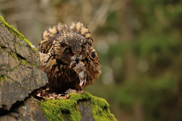 Eurasian Eagle Owl standing on rock with moss — Stock Photo, Image