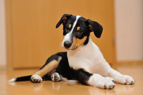 Neugieriger Collie-Welpe liegt auf dem Boden — Stockfoto