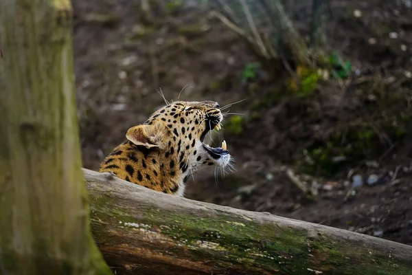Amur leopard cub roar behing träd — Stockfoto