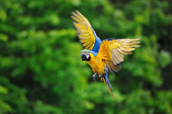 Flying blue-and-yellow Macaw - Ara ararauna — Stock Photo, Image