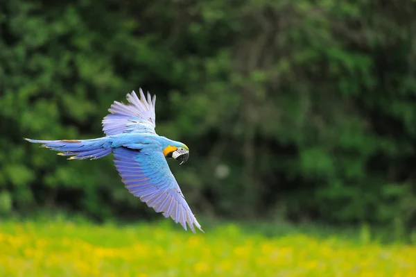 Flying blue-en-gele Ara - ara ararauna — Stockfoto