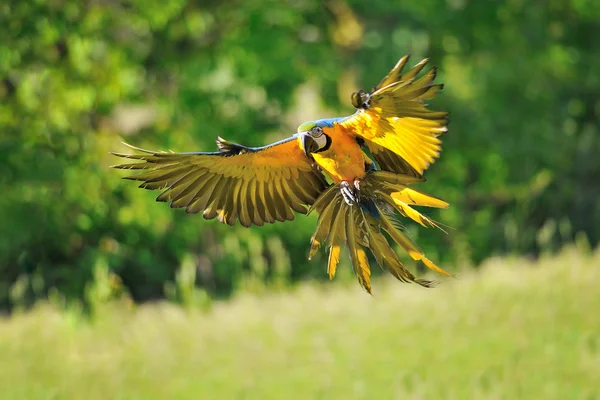 Landing blue-and-yellow Macaw - Ara ararauna — Stock Photo, Image