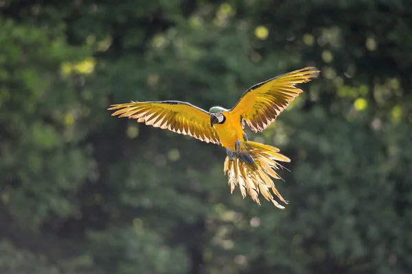 Landing blue-and-yellow Macaw - Ara ararauna in backlight — Stock Photo, Image