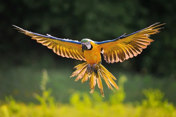 Atterrissage de l'Ara Ararauna bleu et jaune en contre-jour — Photo