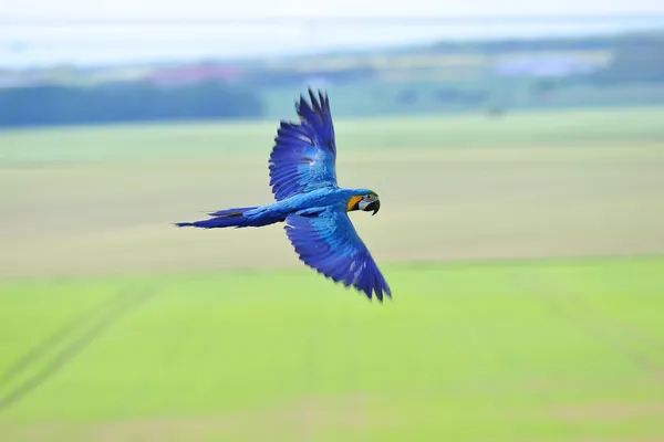 Flying blue-and-yellow Macaw - Ara ararauna upon fields — Stock Photo, Image