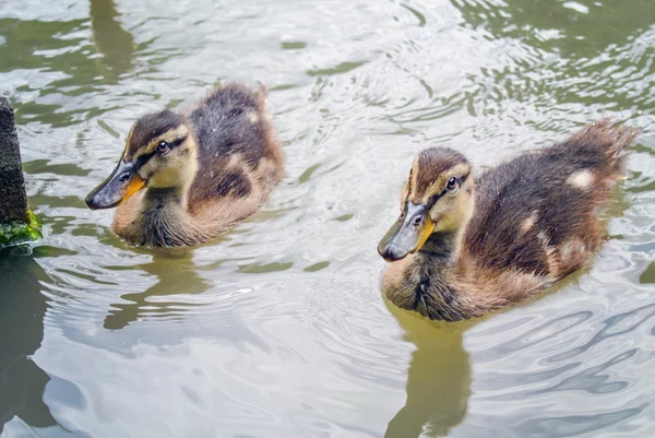 Two small mallards on water surface — Stock Photo, Image