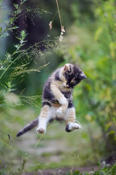 Cute kitty in funny jump — Stock Photo, Image