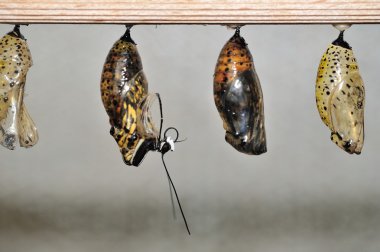 cocon üzerinden tarama kelebek
