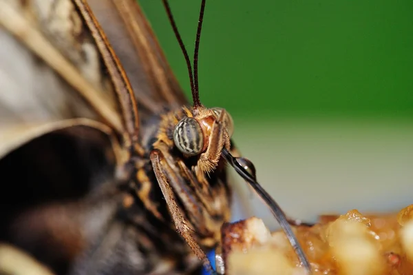 Schmetterlingskopf mit ausgebreitetem Rüssel — Stockfoto