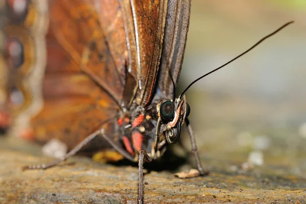 Deatil motyl głowy i ciała — Zdjęcie stockowe