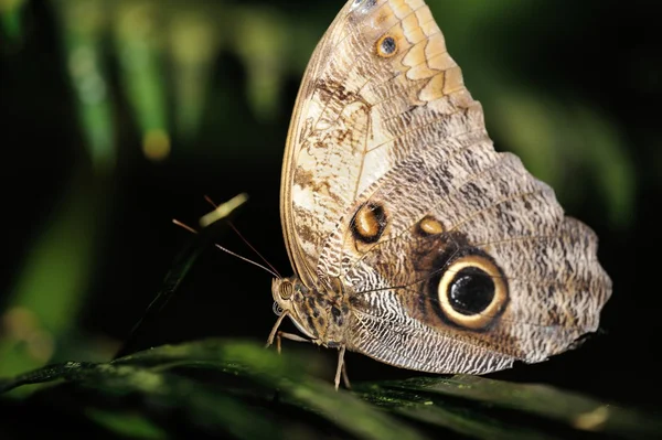 Yaprak üzerinde Kelebek — Stok fotoğraf