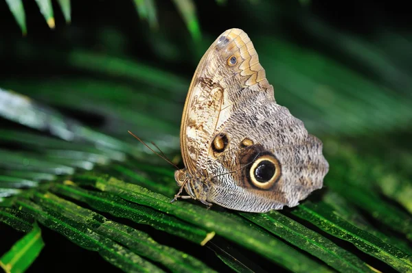 Butterfly standing on leaf — Stok fotoğraf